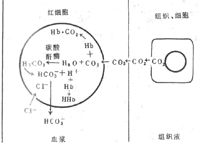 CO2ѪҺеʾͼ