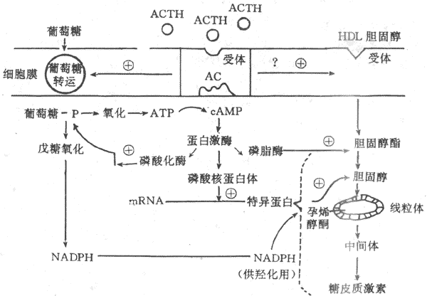 ACTHûʾͼ